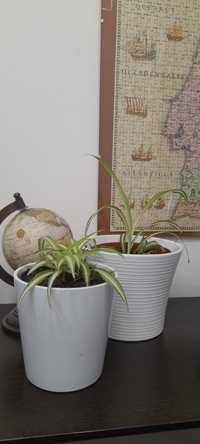 Planta aranha (ou  clorofito) (ou gravatinha)