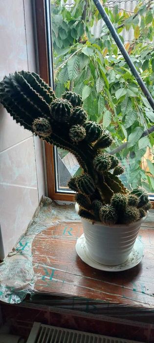 Квіти КАКТУС,(КЛІВІЯ,ГІППЕАСТРУМ- великі цибулини)