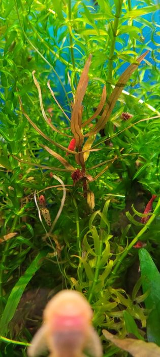 Sprzedam krewetki  czerwone super wybarwione