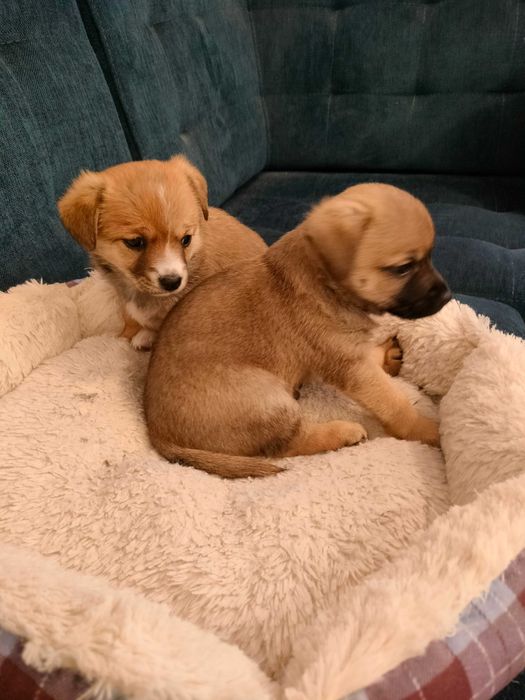 pieski szczeniaki oddam