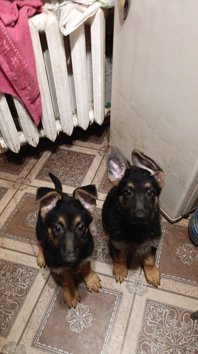 Продам щенка немецкой овчарки