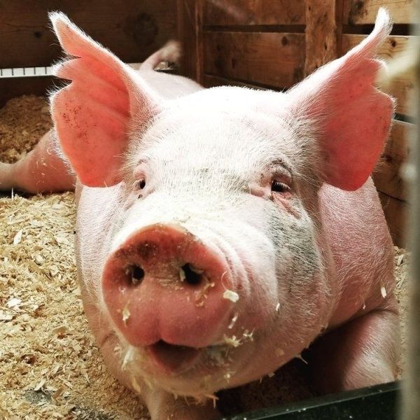 Продам домашних  свиней живим весом