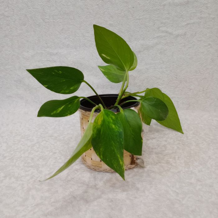 Золотий Потос (Епіпремнум) 2 ліани - Самовивіз/ ОЛХ доставка, Вінниця