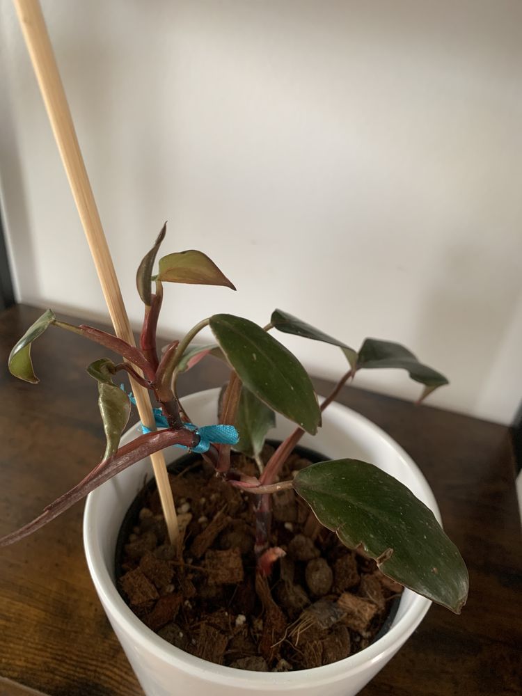 Philodendron Burgundy Princess