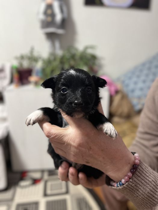 Собачка маленької породи в добрі руки