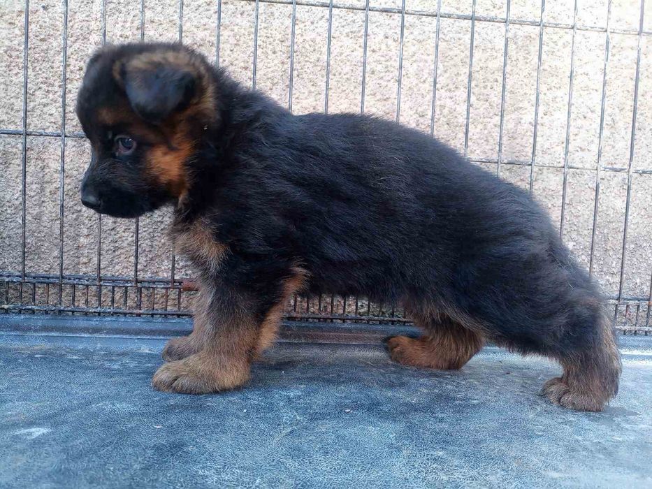 Німецька вівчарка