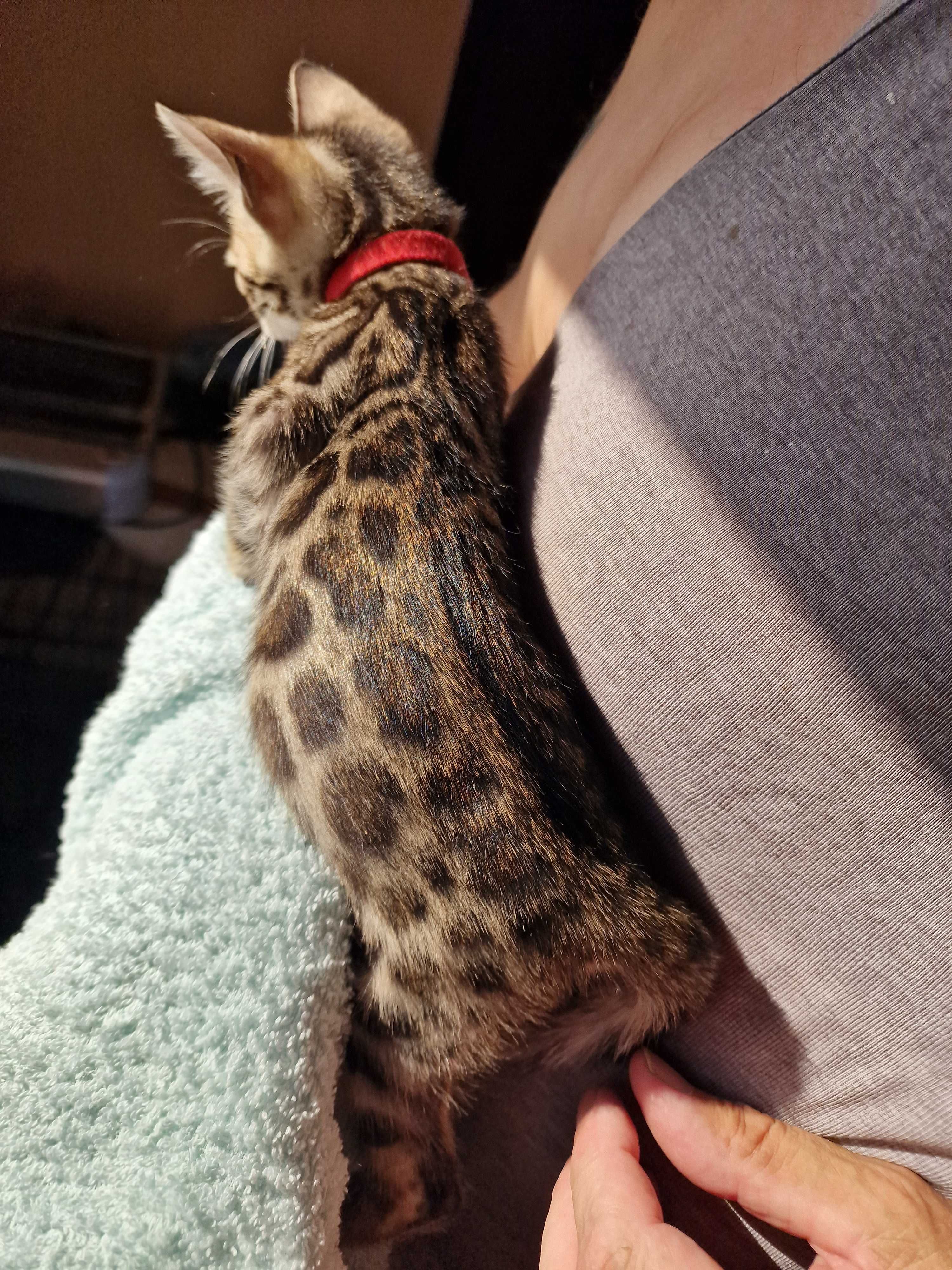 Gatinho de bengala
