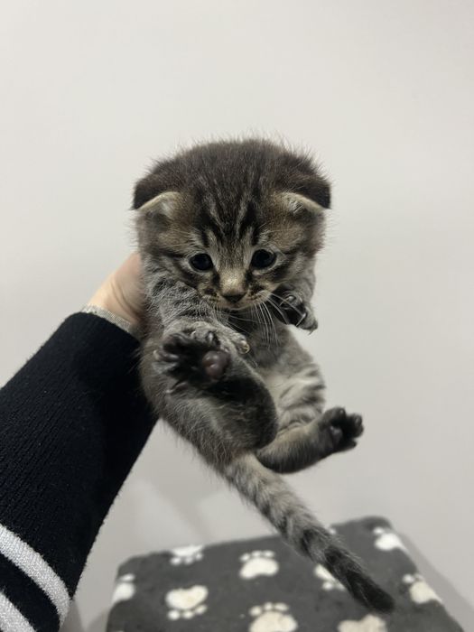 Кошенята скотіш фолд котик висловухий