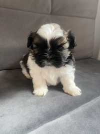 Chłopiec Shih - tzu tricolor