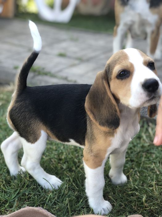 Бігленнята, бігль цуцення