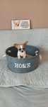 MINI piesek Chihuahua