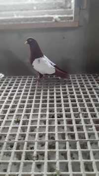 Holederskie bialotarczowe ozdobne golebie