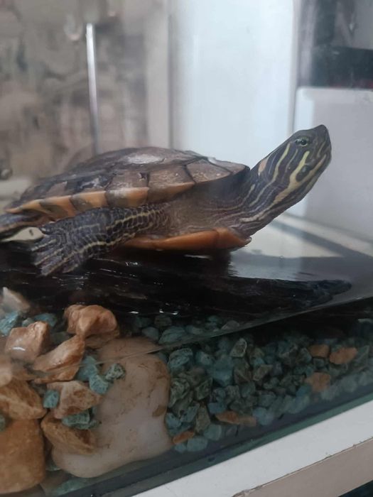 Żółw wodno-londowy