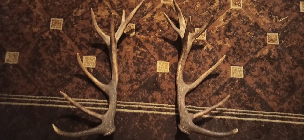 Poroże jelenia para