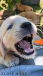 Golden Retriever/szczeniak/po championie/dogoterapia