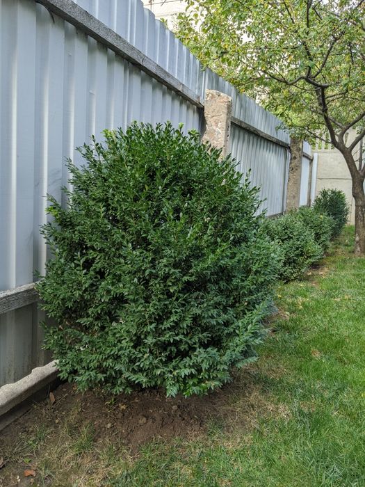 Самшит вічнозелений 100 см.