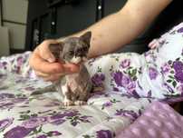 Niebieskooki chlopczyk devon rex
