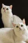 British  longhair
