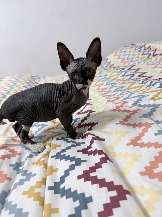 Sphynx macho pronto para entrega