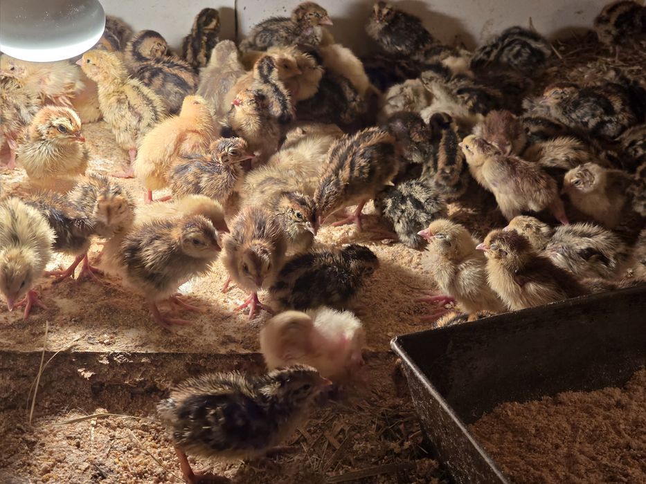 Przepiórki tygodniowe 7 dniowe mandżurska texas faraon brojler celadon