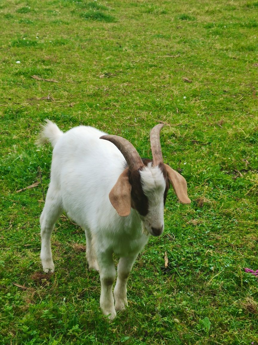 Para venda Cordeira+Chivo