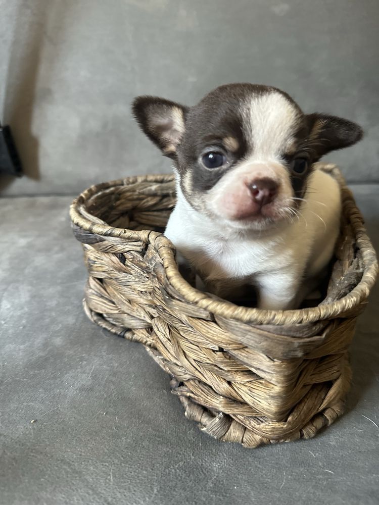 Chihuahua chlopczyk do odbioru