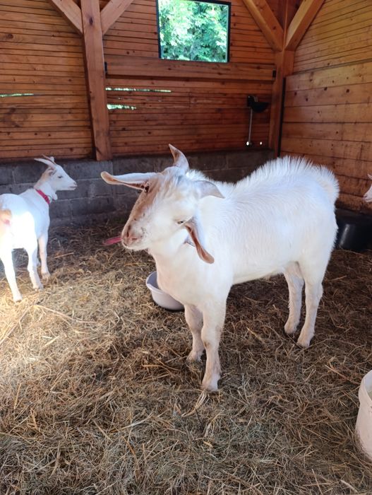 Koza kozioł miniaturka