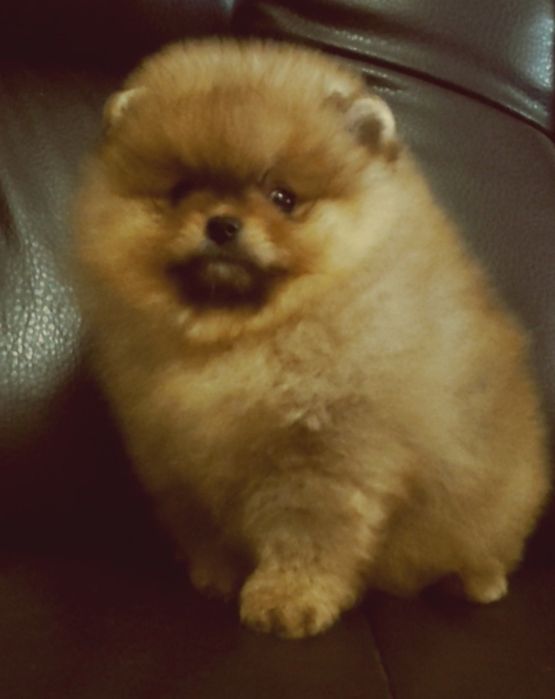 Девочка оранж,мишутка