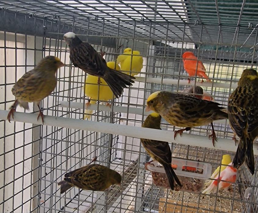 Canarios lizard 2025