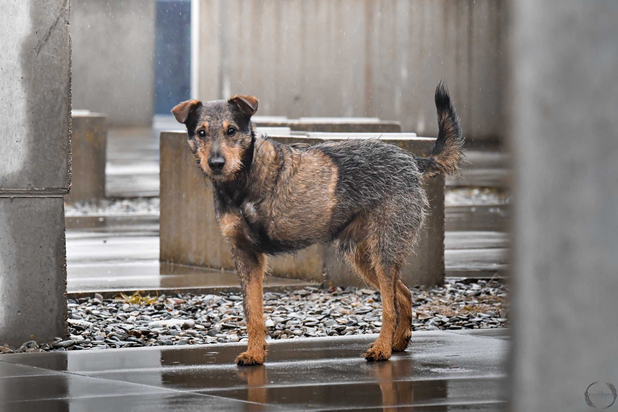 LENIGO - aktywny i charakterny trójłapek poleca się do adopcji