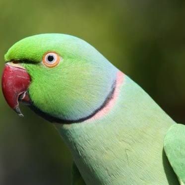 Ring nek macho com 1 ano de idade