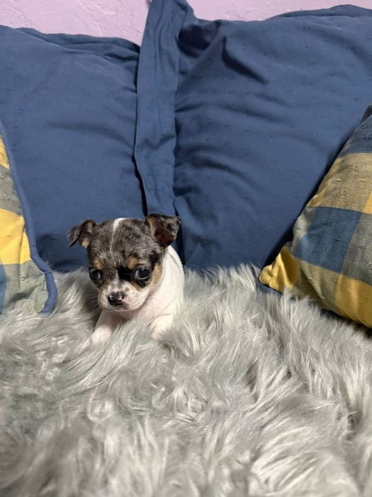 Menino Chihuahua merle tri color