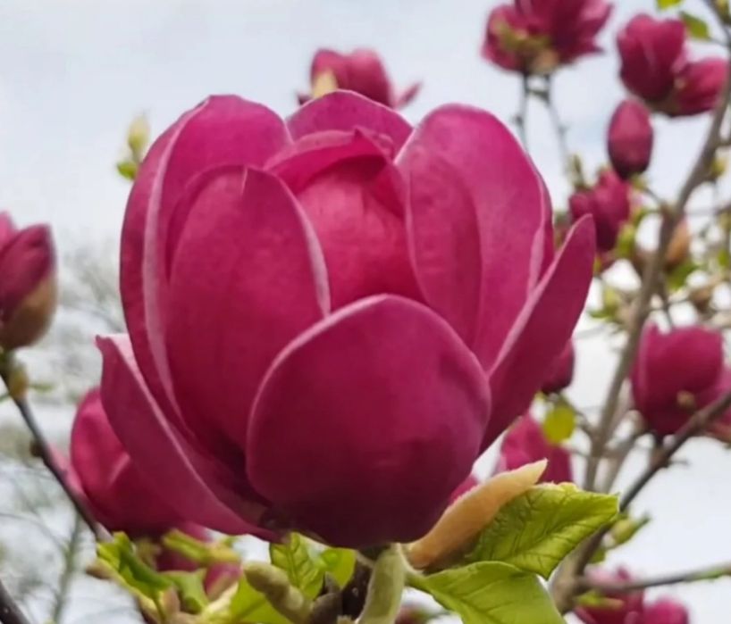 Магнолія Рододендрон Гортензія Сакура Катальпа Півонія Жимолость Ківі