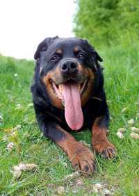 Rottweiler Senior szuka domu na jesień życia