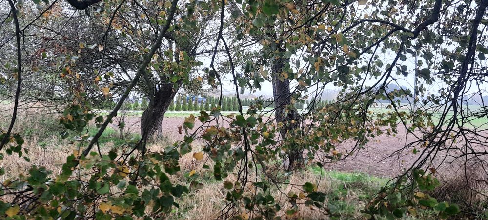 Oddam za darmo drzewo 2 lipy i 7 grusz