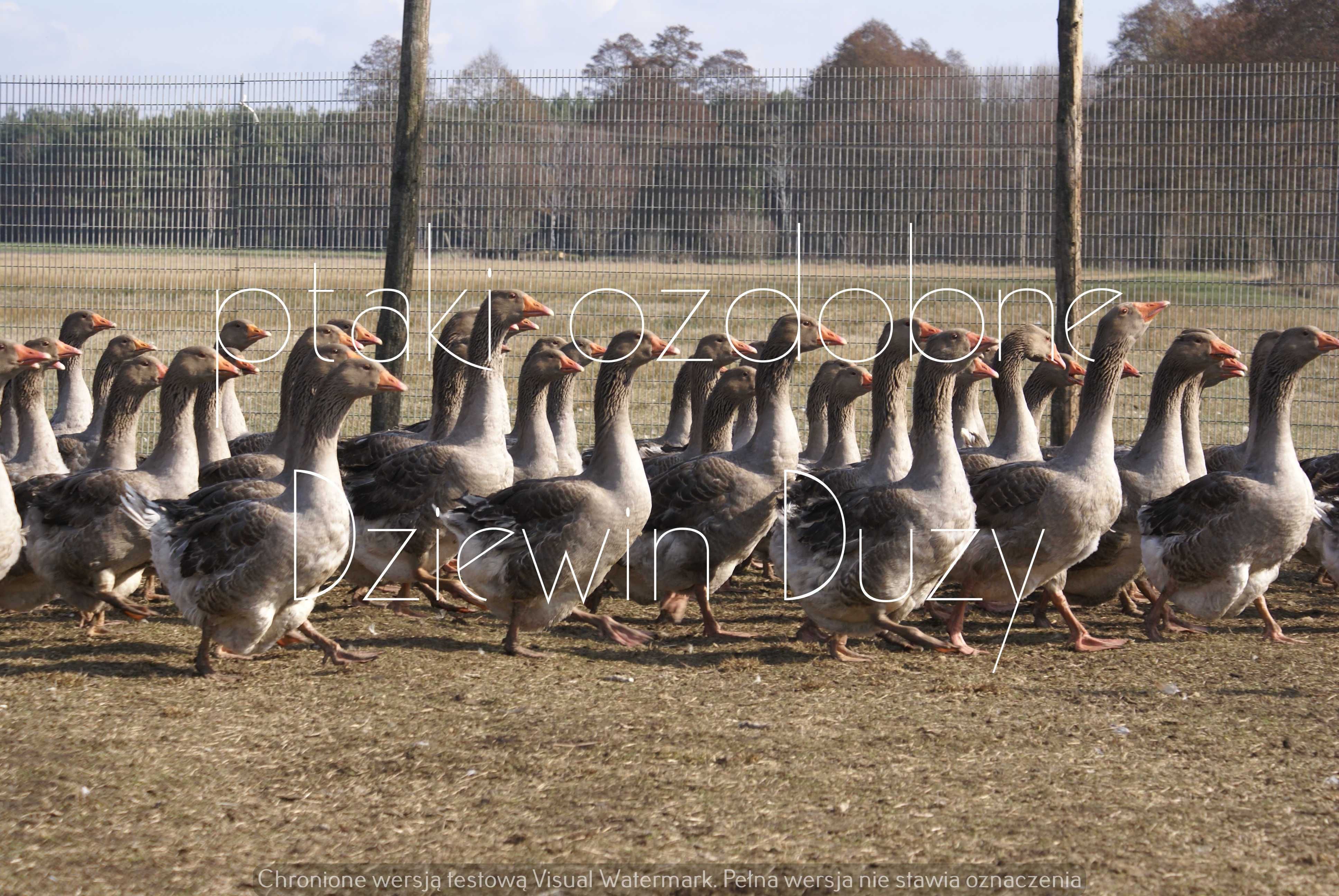 gęś gęsi landes dorosłe możliwość wysyłki