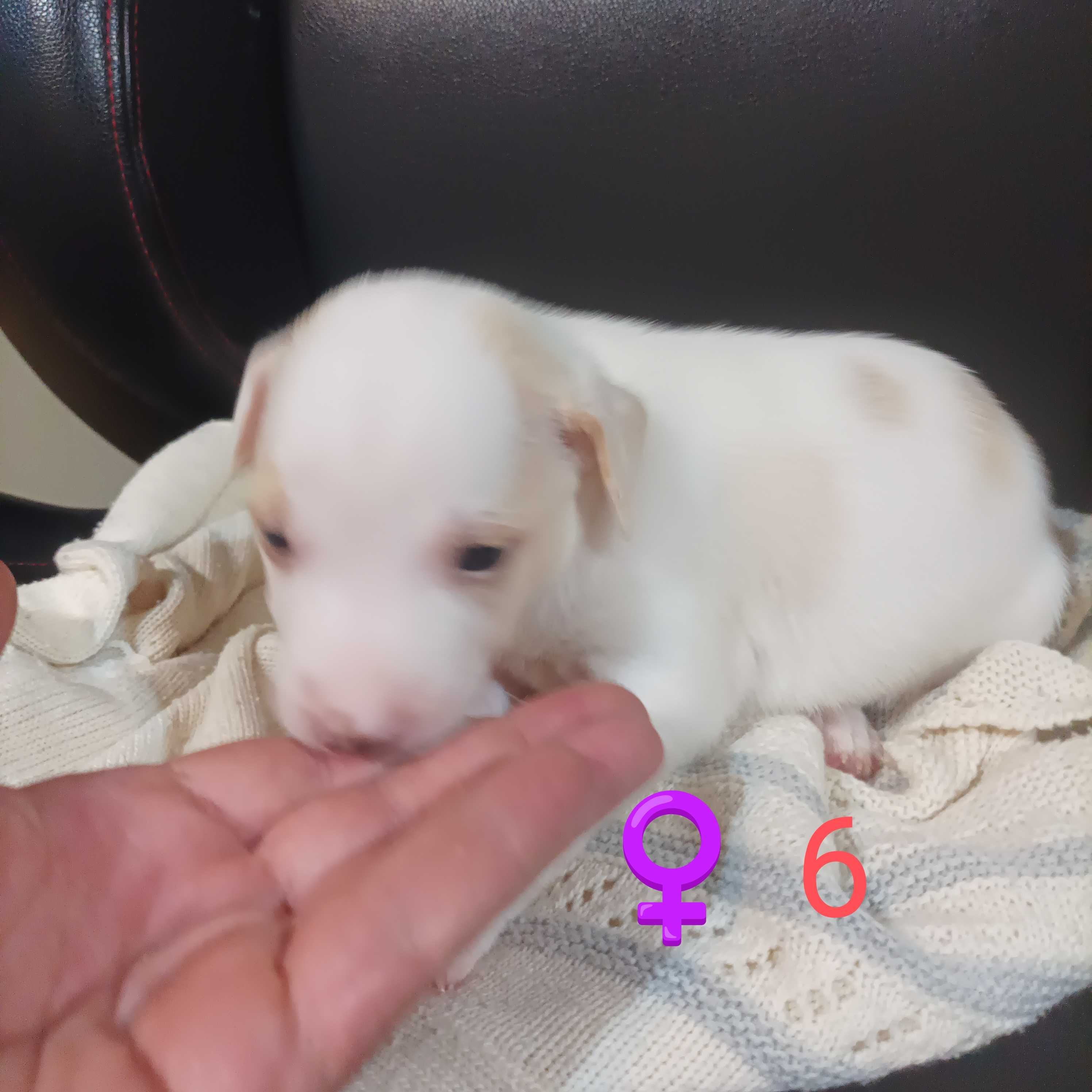 Amstaff'S para adoção