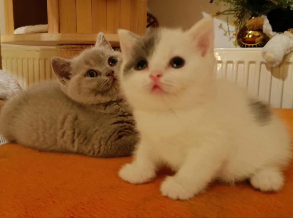 Kocurek brytyjski FPL