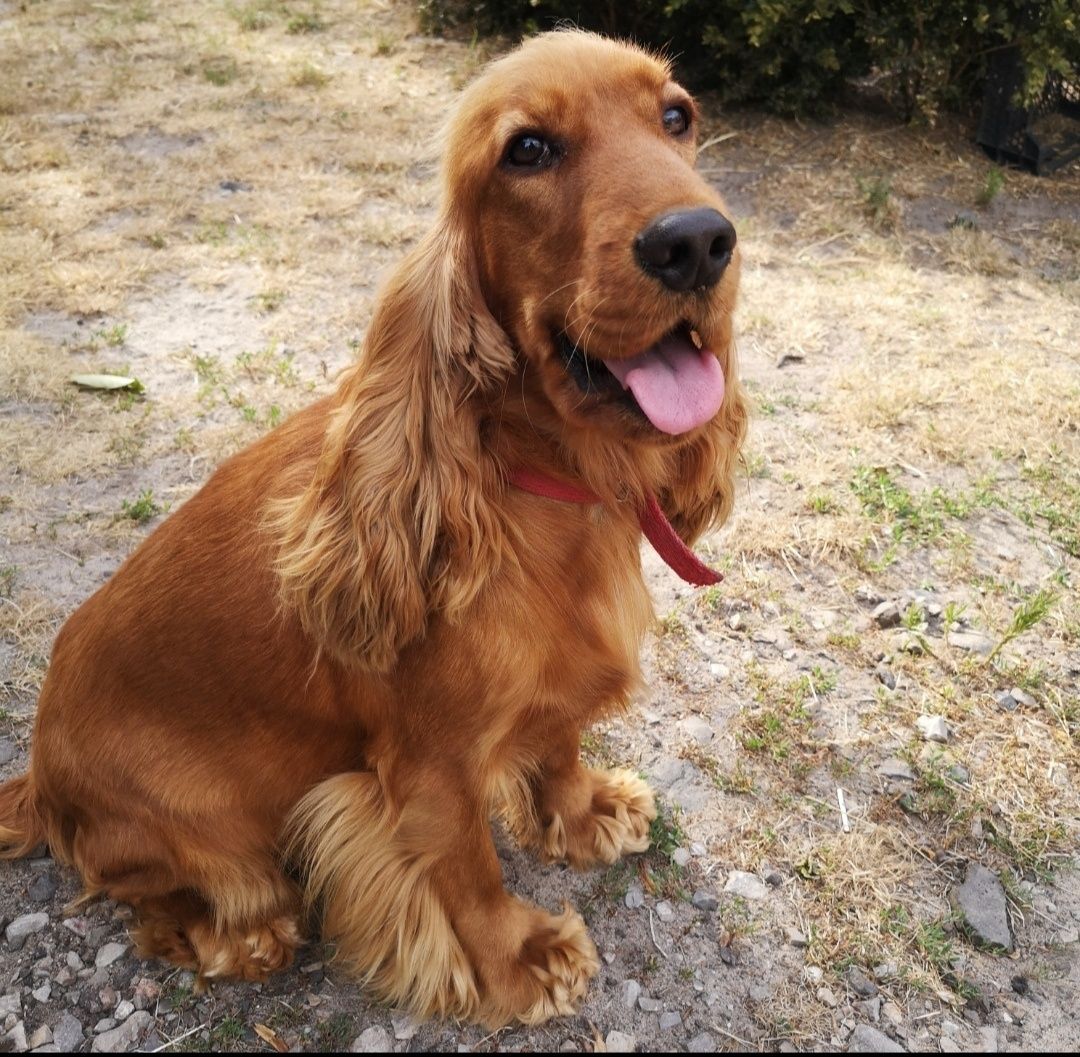 Sprzedam pieska Cocker spaniel