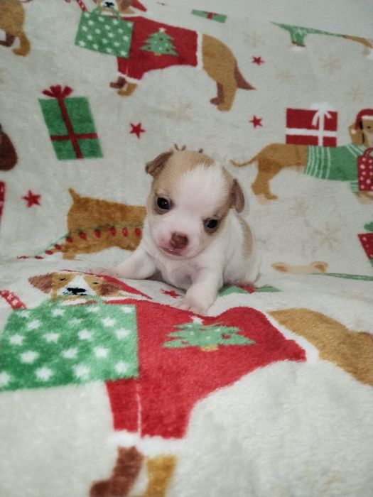 Bebe Chihuahua macho