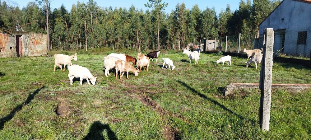 Cabritos Jovens 5 meses