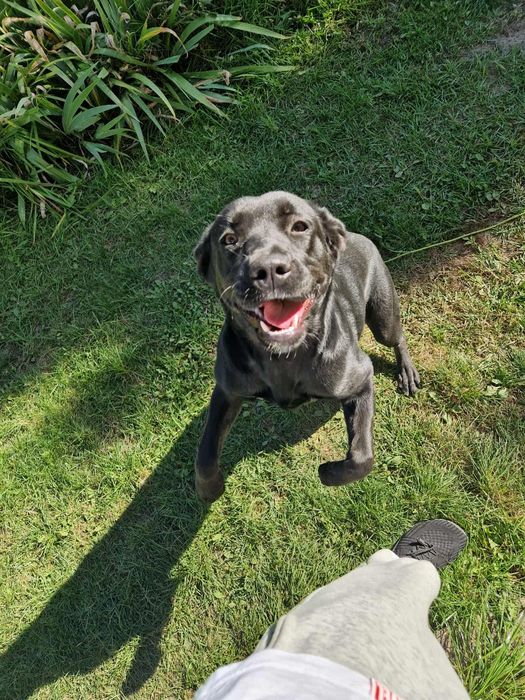 Suczka 6 miesiecy ojciec lablador