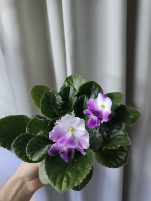 Дітки фіалок (мікс сортів). Також є листочки для вкорінення.