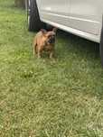 Buldog francuski
