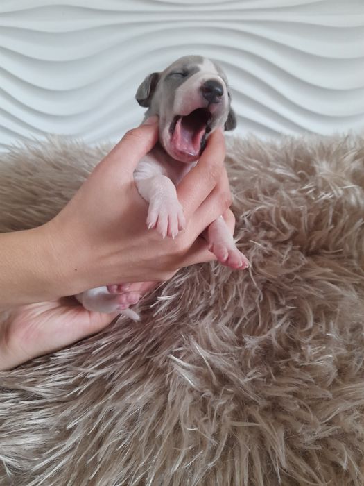Chart Angielski Whippet FCI piesek błękitno- płowy.