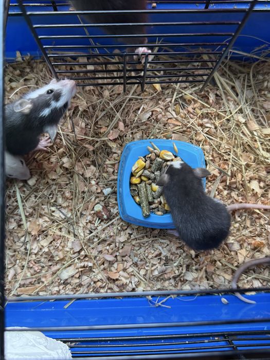 Крвсы в хорошие руки