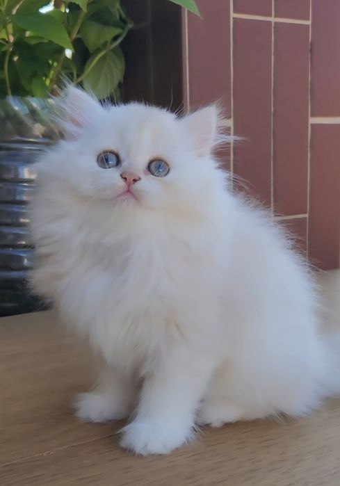 Шотландське кошеня Голубе золото