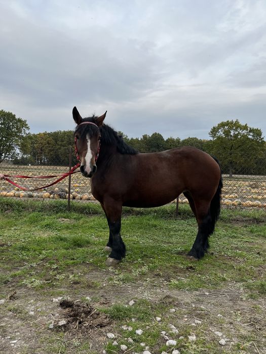 Sprzedam klacz Arden Polski