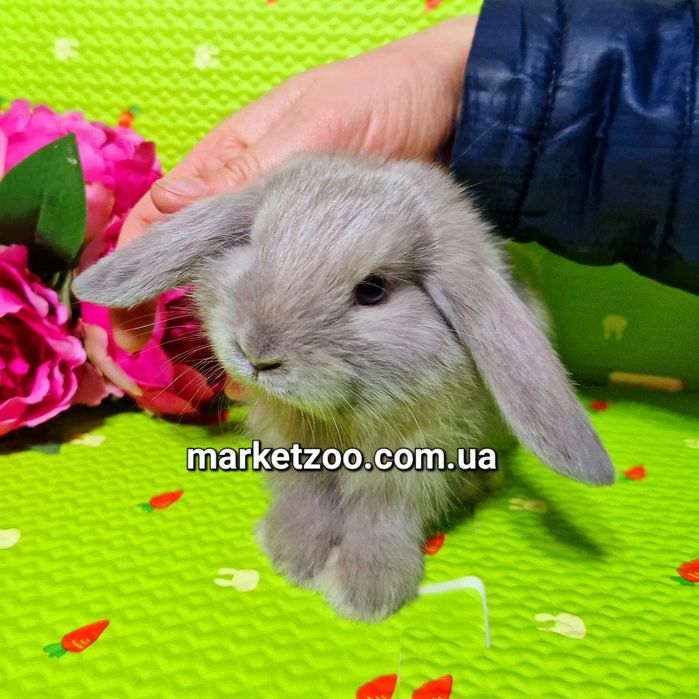 Mini міні мини mini lop вислоухий кролик баранчик