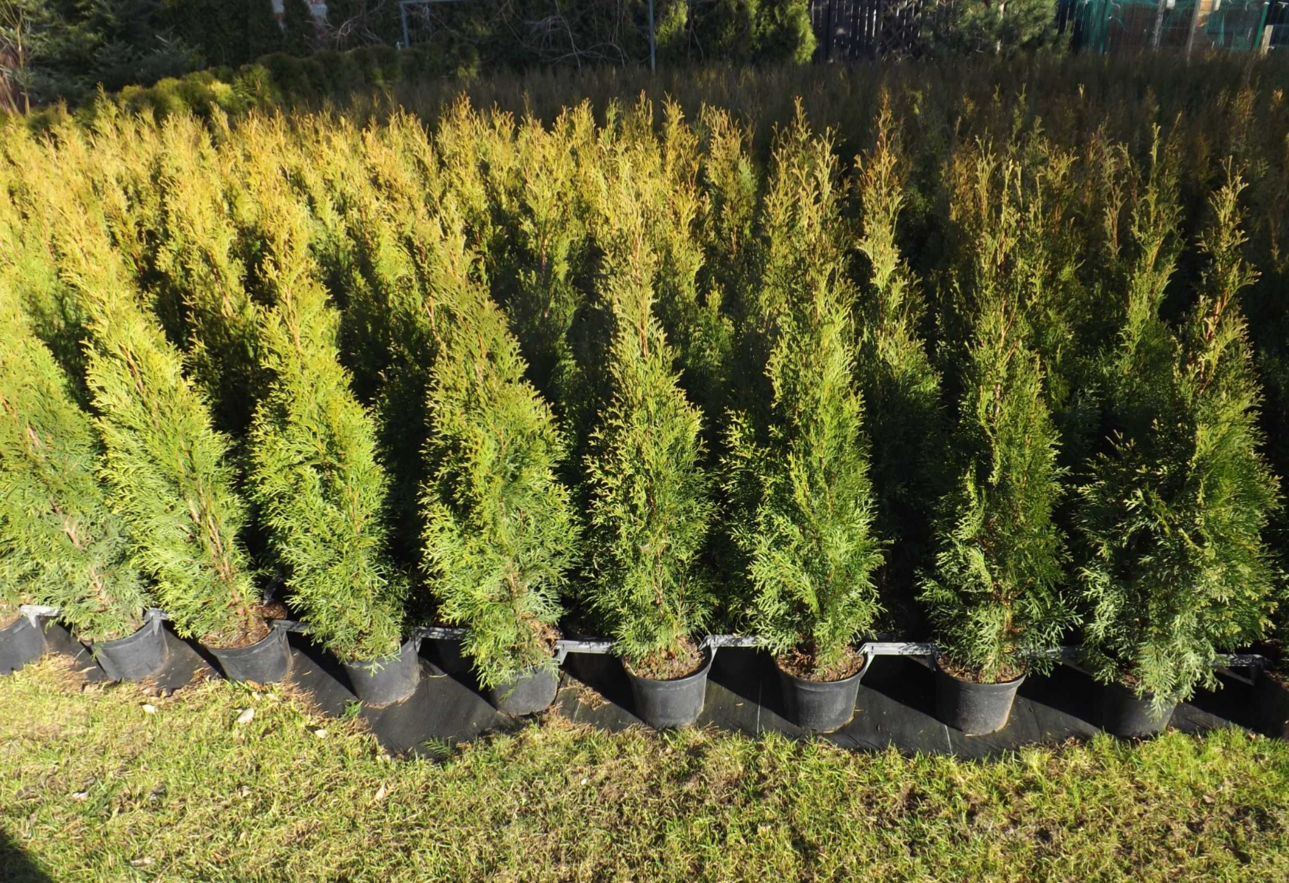 Tuja Szmaragd Thuja Smaragd 90-100 cm Transport